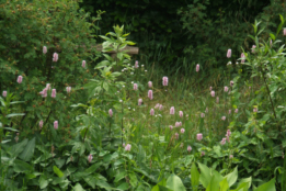 Persicaria bistortaAdderwortel bestellen